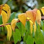 Aralia elata Leaf