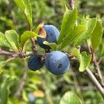 Prunus spinosa Fruto