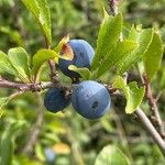 Prunus spinosa Fruchs