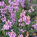 Erica cinereaFlower