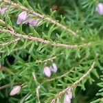 Erica erigena Lehti