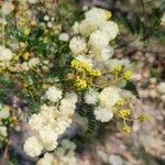 Acacia terminalis Λουλούδι