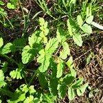 Erodium moschatum Leaf