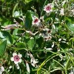 Paederia foetida Blomst