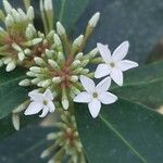 Acokanthera oblongifolia Flor