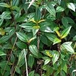 Miconia ciliata Leaf