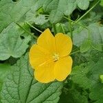 Pavonia burchellii Цвят