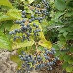 Viburnum dentatum ഫലം