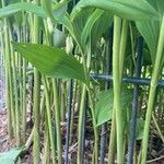 Polygonatum × hybridum പുറംതൊലി