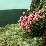 Armeria malinvaudii Hábitos