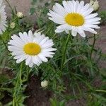 Leucanthemum vulgareBlüte