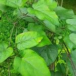 Matelea obliqua Yaprak