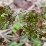 Ribes triste Leaf