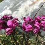 Pedicularis cenisia Flower