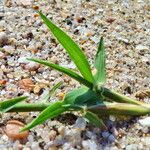 Cynodon dactylon Leaf