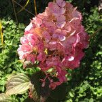 Hydrangea paniculata Flower
