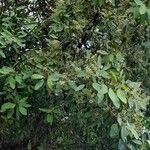 Laguncularia racemosa आदत