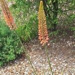 Eremurus stenophyllus Blodyn