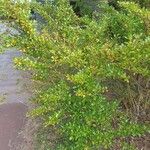 Coprosma repens Агульны выгляд