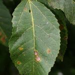 Ficus lateriflora Frunză