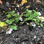 Phacelia bipinnatifida Flor