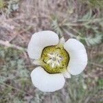 Calochortus gunnisonii Λουλούδι