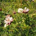 Trifolium pallescens Leaf