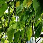 Catalpa ovata Beste bat