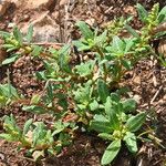 Oxybasis glauca অভ্যাস
