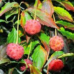 Cornus capitata Fruit