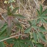 Ricinus communisFolha