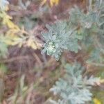 Artemisia thuscula Blüte