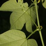 Passiflora platyloba Blad