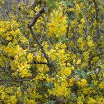 Berberis fremontii برگ