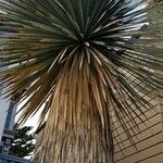 Yucca thompsoniana 叶