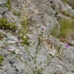 Centaurea deusta Yeri