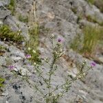 Centaurea deusta Hábito