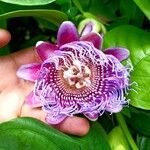 Passiflora quadrangularis 花