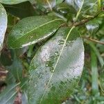 Sideroxylon borbonicum Yaprak