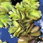 Salvinia natans Leaf