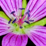 Geranium palustre 花