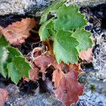 Heuchera rubescens Habit