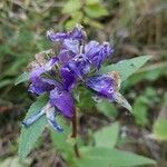 Campanula glomerataFlor