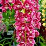 Cymbidium faberi Bloem