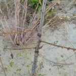 Mimosa latispinosa Φλοιός