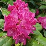 Rhododendron catawbiense Floare