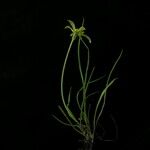 Tragopogon gracilis Tabia