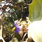 Solanum crinitum Fruit