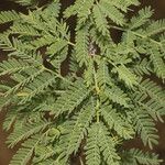 Vachellia farnesiana Ліст