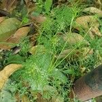 Cyclospermum leptophyllum Blatt